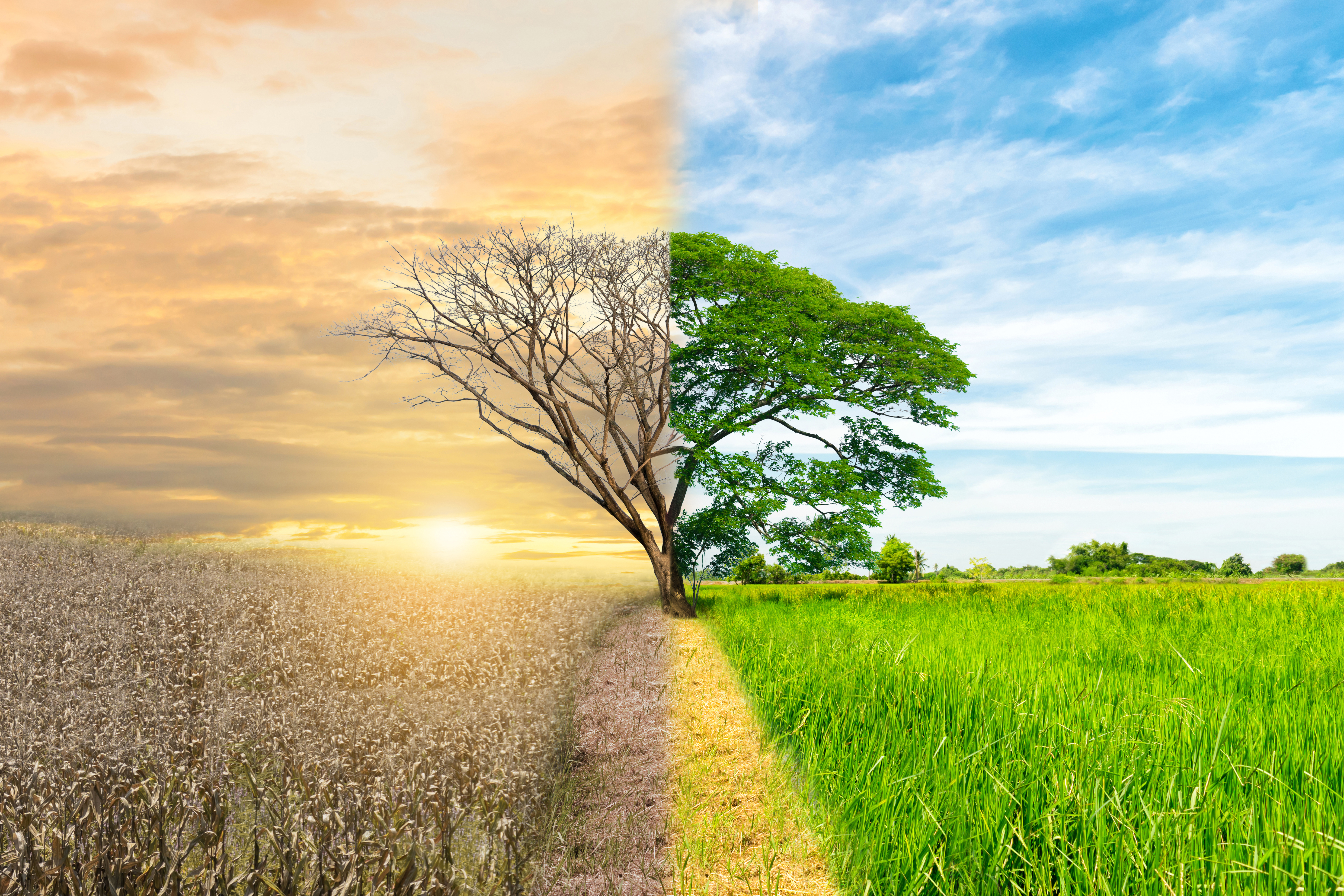 Going Green: Corporate Environmental Initiatives